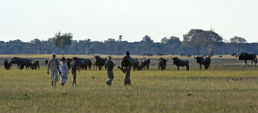 Guests on a guided walking safari pass near a herd of buffalo in the open plains of Hwange National Park.