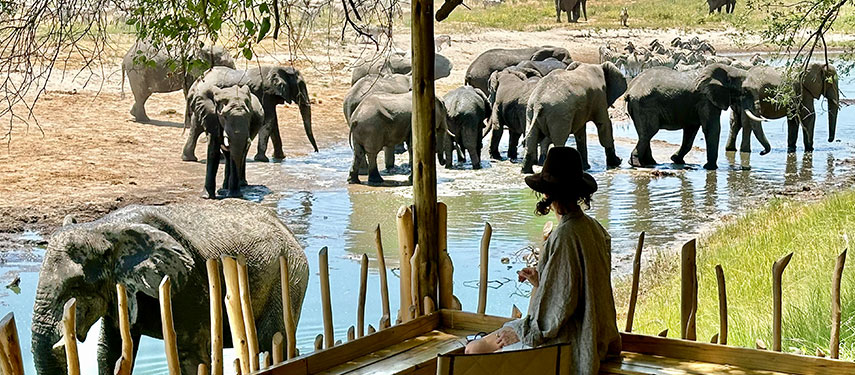 moela_safari_-_main_lodge_4.jpg Guests watch elephants gather at the Boteti River from the shaded deck of Moela Safari’s main lodge, where herds move silently through the water just metres from camp.