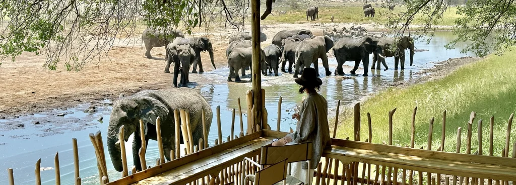 Guests watch elephants gather at the Boteti River from the shaded deck of Moela Safari’s main lodge, where herds move silently through the water just metres from camp.