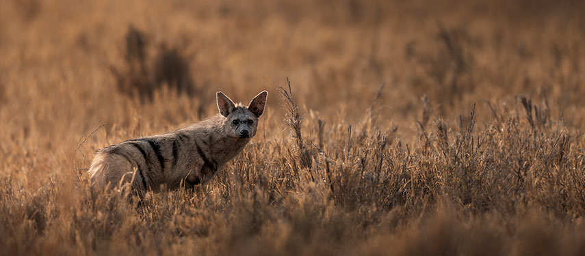 A rare aardwolf spotted in the dry grass near Mokete Camp, Botswana