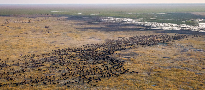 A vast herd of buffalo, seen from above, graze on the grassy plains of Botswana.