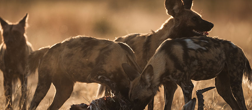 African wild dogs, or painted dogs, feast on their kill somewhere in Botswana