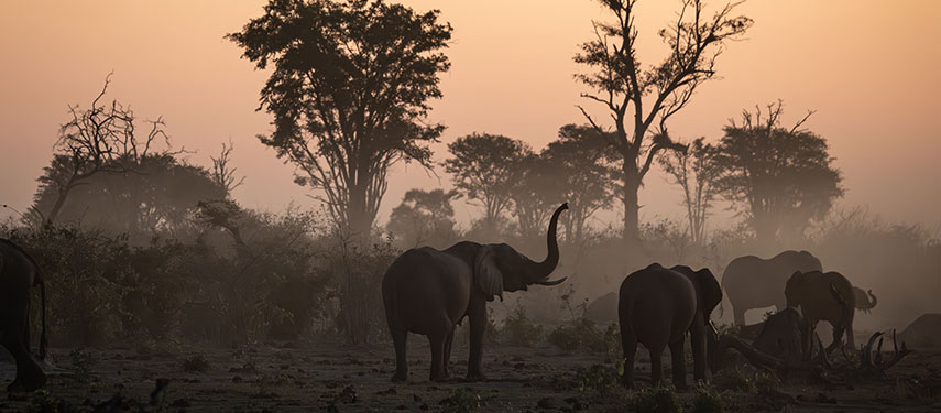 A herd of elephant walk through scrubland at sunset in Botswana