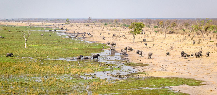 An aerial view of a herd of elephant at the water's edge in Botswana