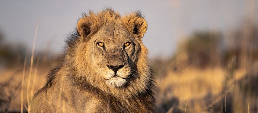 A lion stares at the camera on Botswana's grassy plains