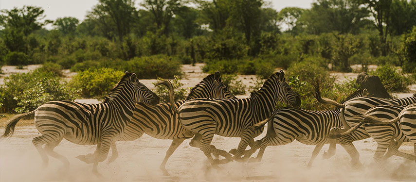Zebra herd galloping through the sandy bushlands of Mababe, Botswana
