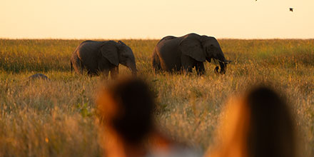 elephants on safari, Botswana