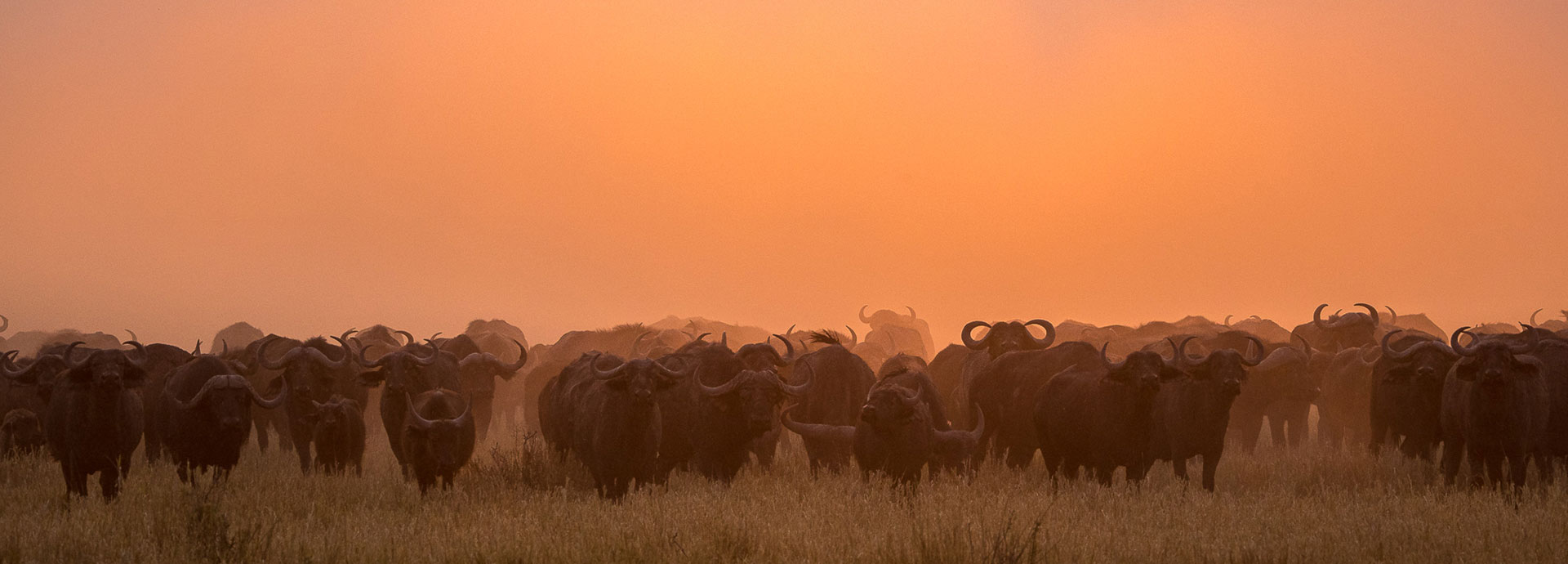 A herd of buffalo graze at sunset in Botswana
