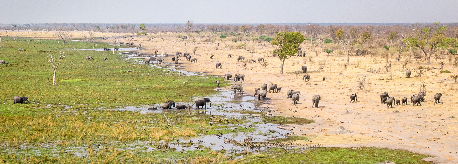 An aerial view of a herd of elephant at the water's edge in Botswana