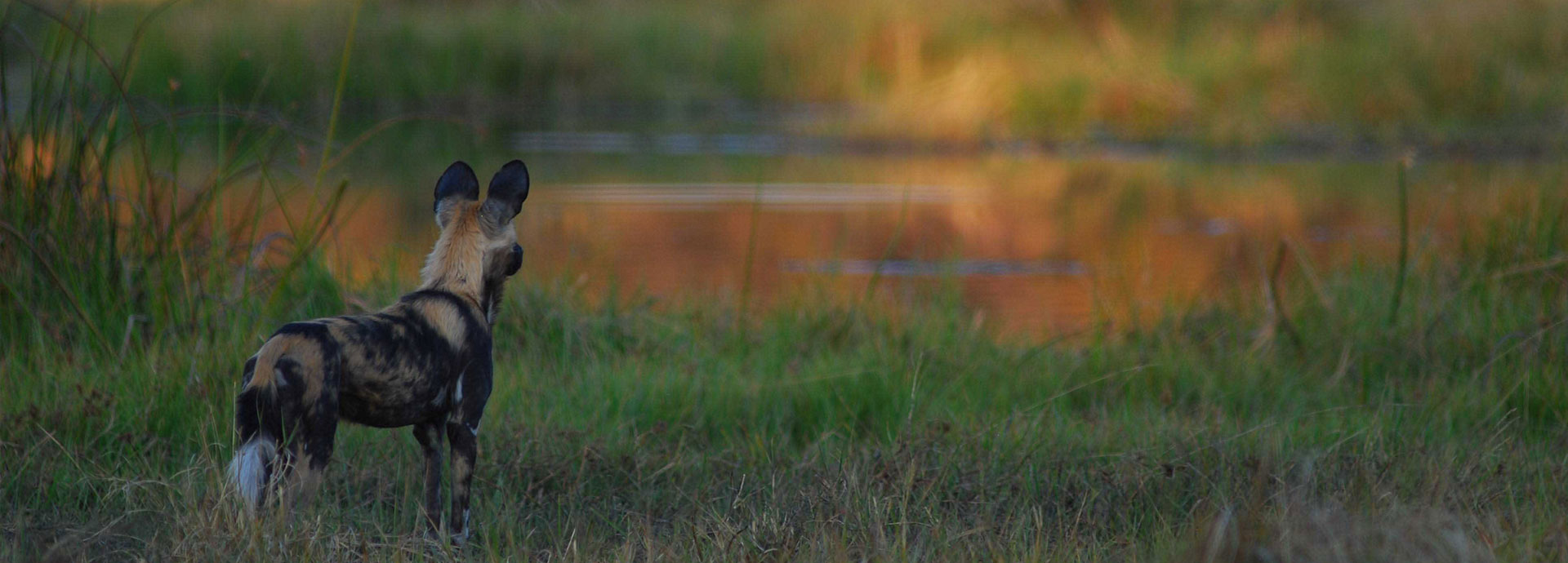 wild dog at Mokolwane safari camp