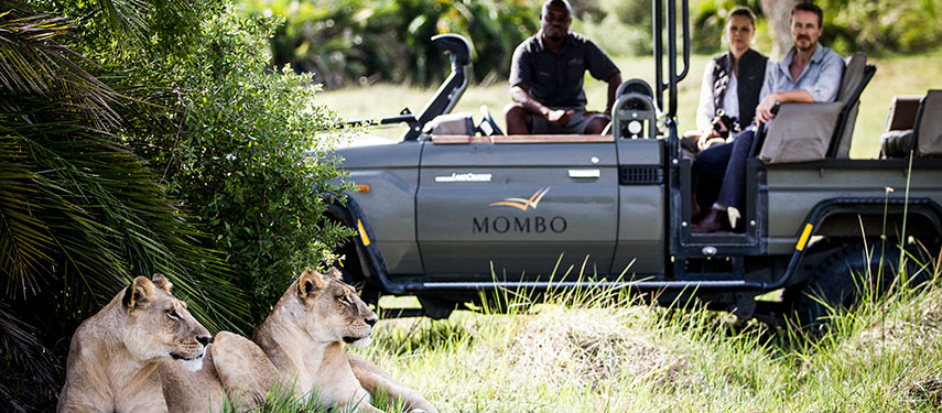 Tourists and guide watch a female lion while on a game drive in the Okavango Delta, Botswana