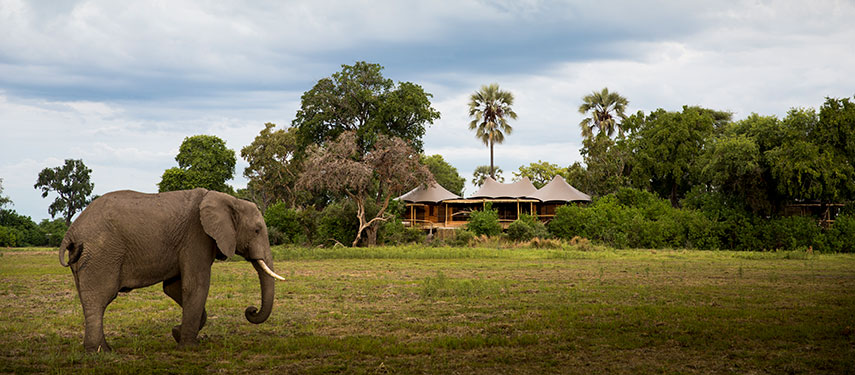 AN elephant walks past Botswana's luxurious Mombo safari camp