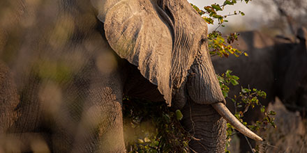 Elephant on safari at Mpala Jena