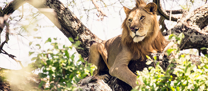 Lion in a tree spotted whilst on safari at Mwiba Lodge in Tanzania