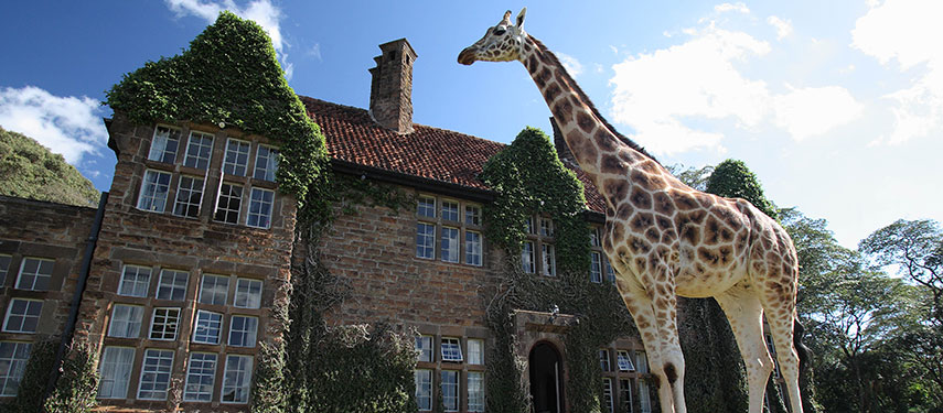 Giraffe standing by for breakfast at Giraffe Manor