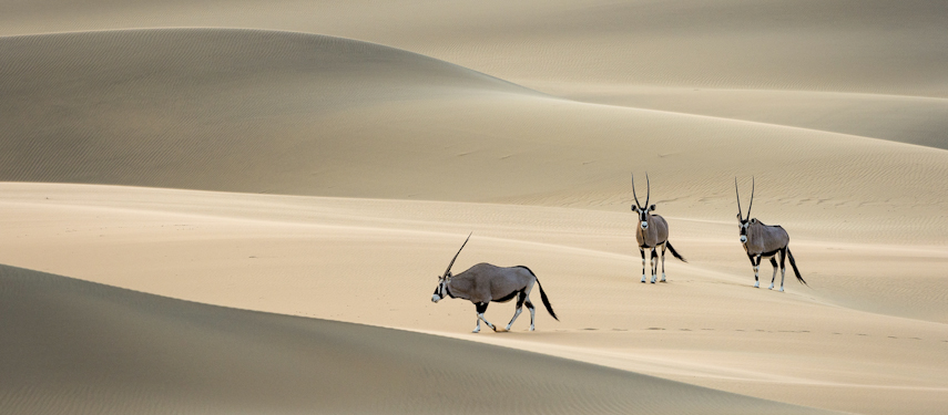 Oryx wander the sand dunes of Kaokoveld, Namibia