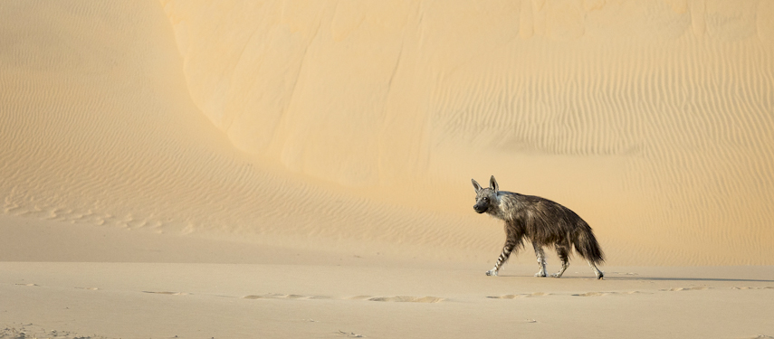 Rare brown hyena in the sand dunes of Kaokoveld, Namibia