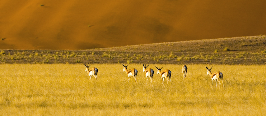 Gazelles in the Sossusvlei Desert, Namibia
