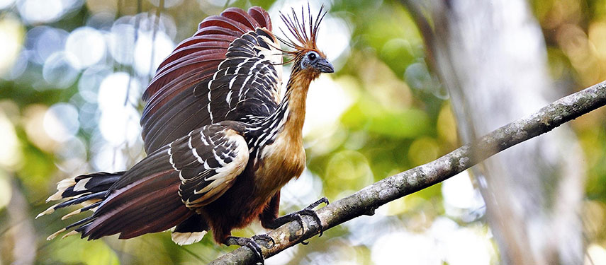 Napo Wildlife Centre Wildlife Hoatzin