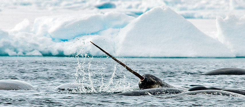 A narwhal breaking the surface of the water with its long tusk, somewhere in the Arctic circle