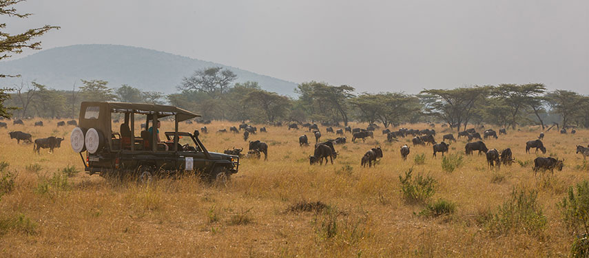 Visitors on a Tanzania safari watch the Great Migration while on a game drive