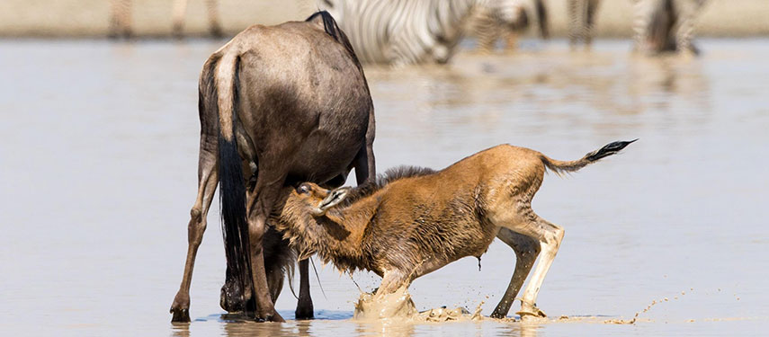 Observe wildebeest mother and calves drinking by the waterhole during the great migration on a Tanzania safari