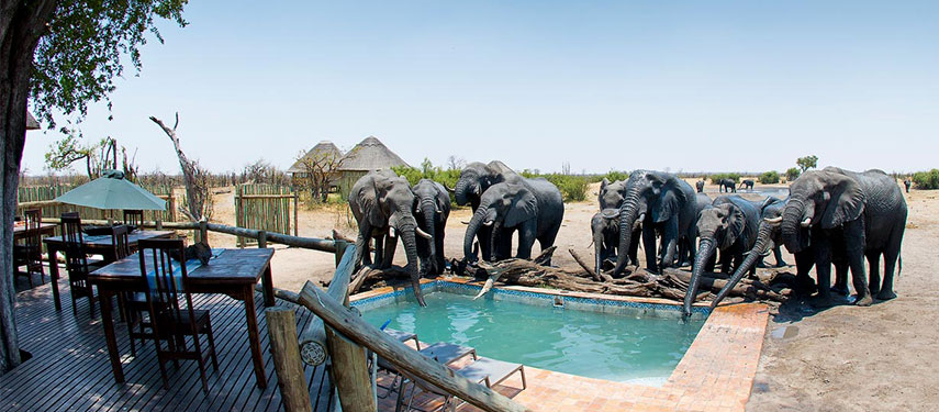 Pool on tap for the elephants that roam around Nehimba Safari Lodge