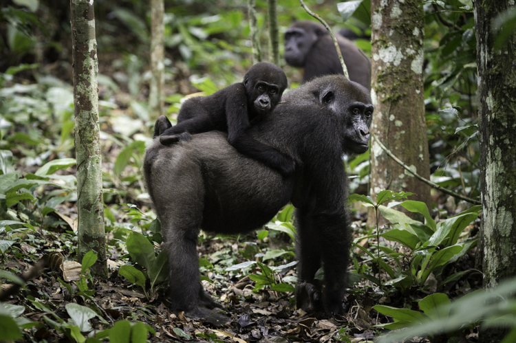 Gorilla Trekking Through The Congo Region To See Lowland Gorillas