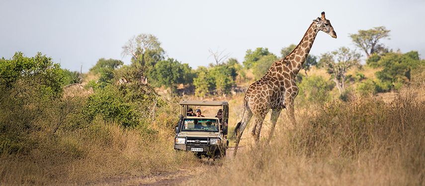 A safari vehicle approaches a tall giraffe walking across a game trail in the Chobe wilderness.