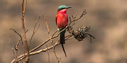 Carmine bee eater, Botswana