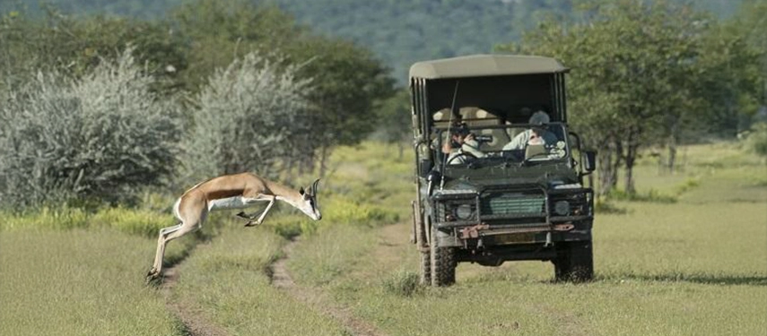 Safari vehicle pausing on a grassy track as a springbok leaps dramatically across the path in front of guests.