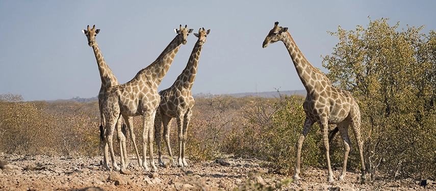 Four giraffes standing among scattered trees and dry scrubland, alert and observing their surroundings in Namibia.
