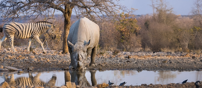 White rhino drinking from a waterhole as a zebra walks nearby in the dry savannah, framed by bare trees and golden grass.