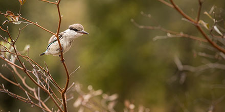 birding on safari in the Okavango Delta
