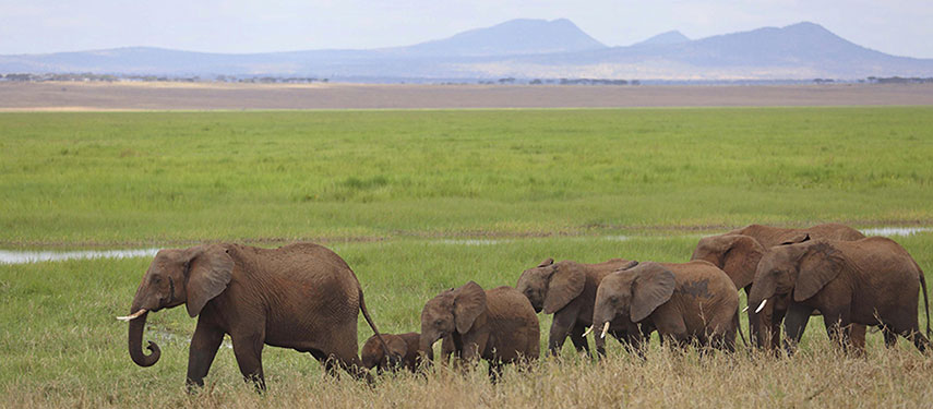 A group of elephants meander along Lake Burungi at Oliver's Camp