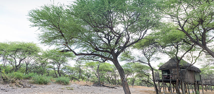 Onguma Treetop Camp provides a private and rustic safari experience