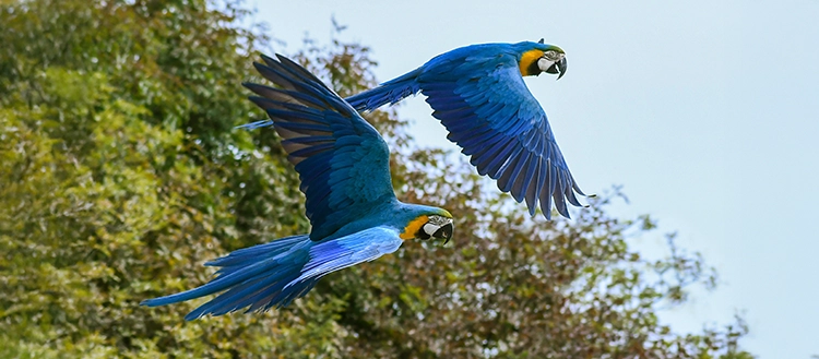Blue macaws fly through the Amazon Rainforest in Peru