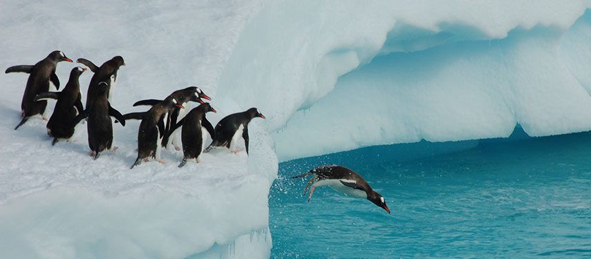 Gentoo penguins diving from an iceberg into the water in Antarctica