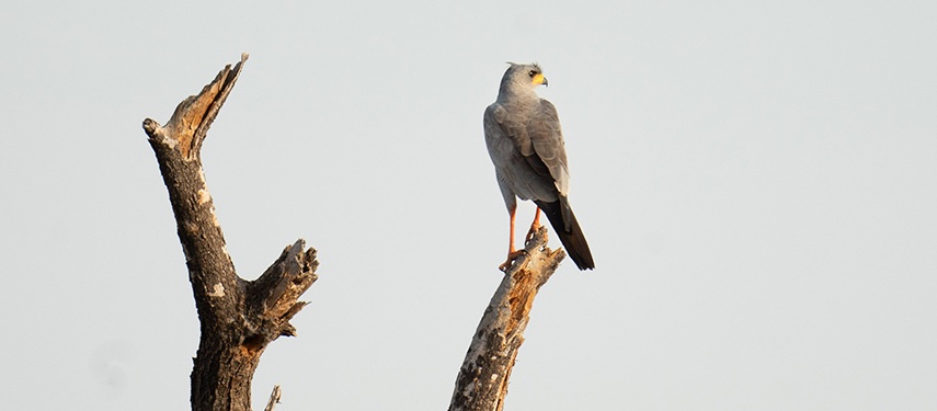 Perched Gray Hawk On Dead Tree Branch