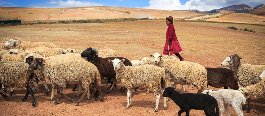 Traditional shepherdess in Peru