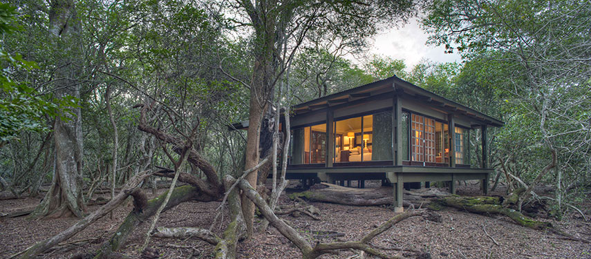 Immerse oneself into the natural environment at Phinda Forest Lodge