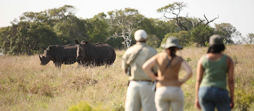 A conservation success with its rhino at Phinda Mountain Lodge