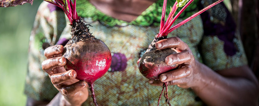 Organic gardening in Africa is rapidly becoming part of a more sustainable African safari