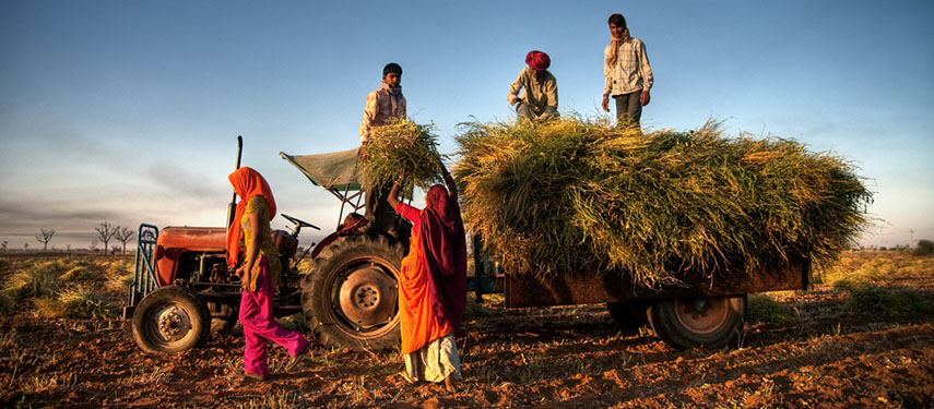 A rural scene of farmers loading hay, captured on a luxury tour of Rajasthan