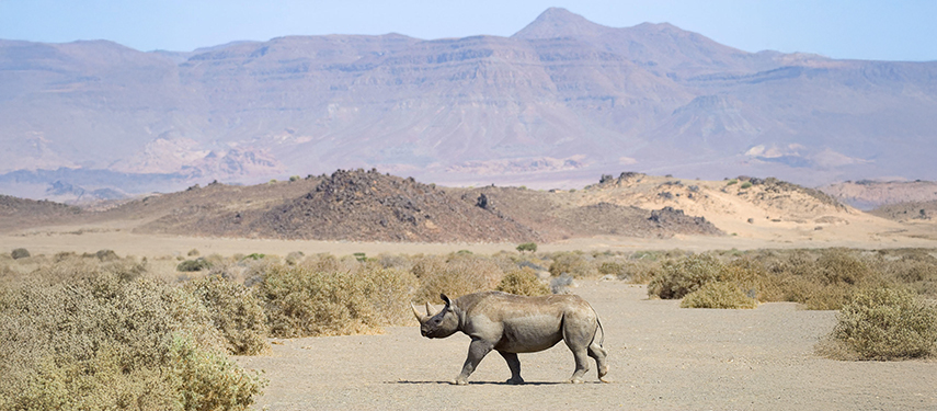 Rhino Desert Landscape Mountains Scenery Damaraland Namibia