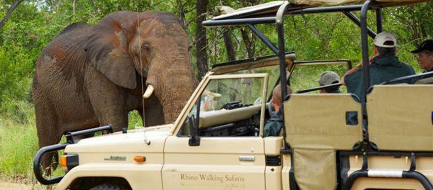 A large bull elephant stands in front of a game vehicle as guests look on, while on safari in Kruger National Park, South Africa