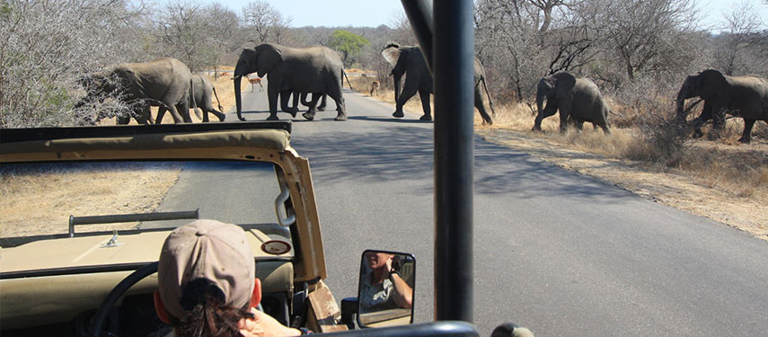A family of elephants cross the road in front of a game vehicle on safari in Kruger National Park