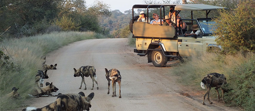 Group of tourists on a game drive in Kruger National Park viewing a pack of African wild, or painted dogs