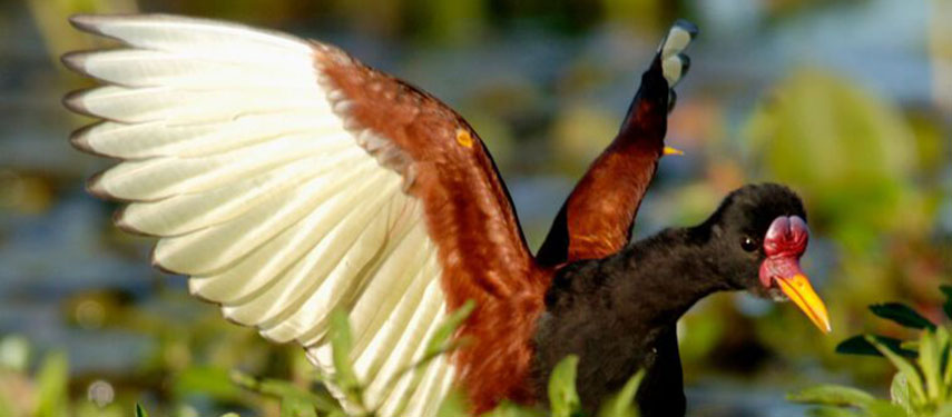 Rincon del Socorro offers bird watching tours to see exotic bird species such as the strange-tailed tyrant, the yellow cardinal, the crowned eagle and the jabiru.