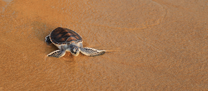 A turtle hatchling on the beach